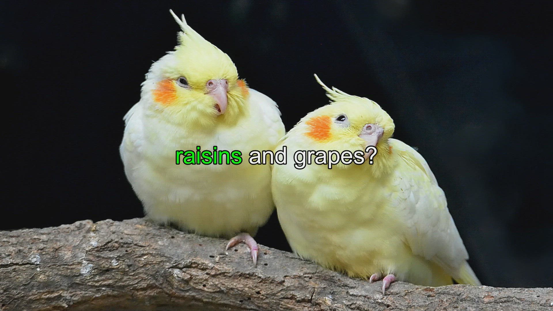 Crested gecko outlet fruit