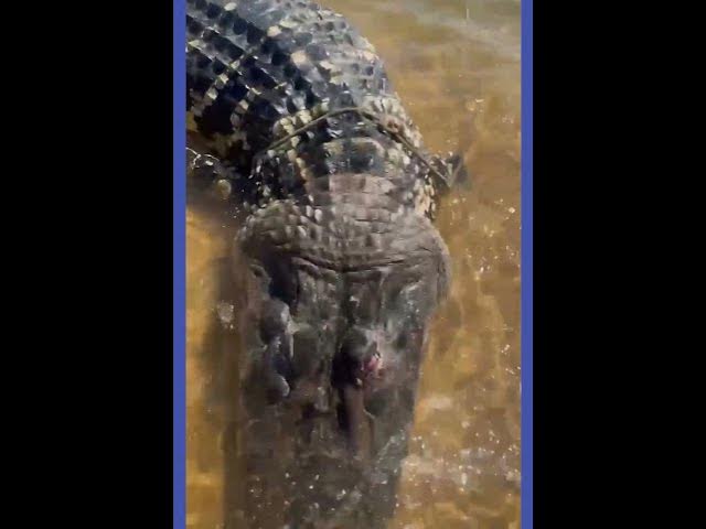 'Video thumbnail for Jacaré gigante é encontrado morto e sem rabo, boiando no rio Araguaia'