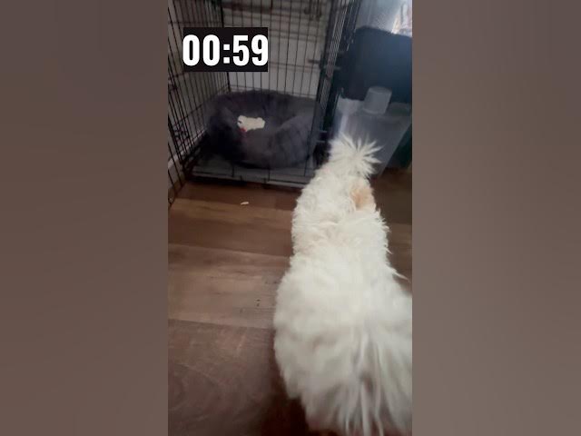 Video thumbnail for Day 3 #shorts