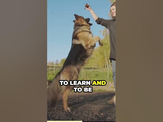 'Video thumbnail for The World of Paws German Shepherds'