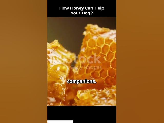 'Video thumbnail for Honey for Dogs'
