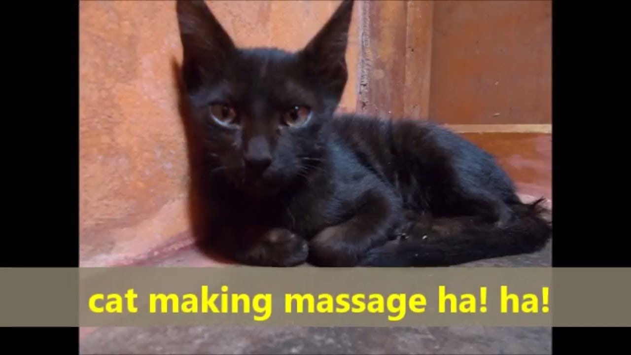'Video thumbnail for Cat making massage. /Massage making cat.'
