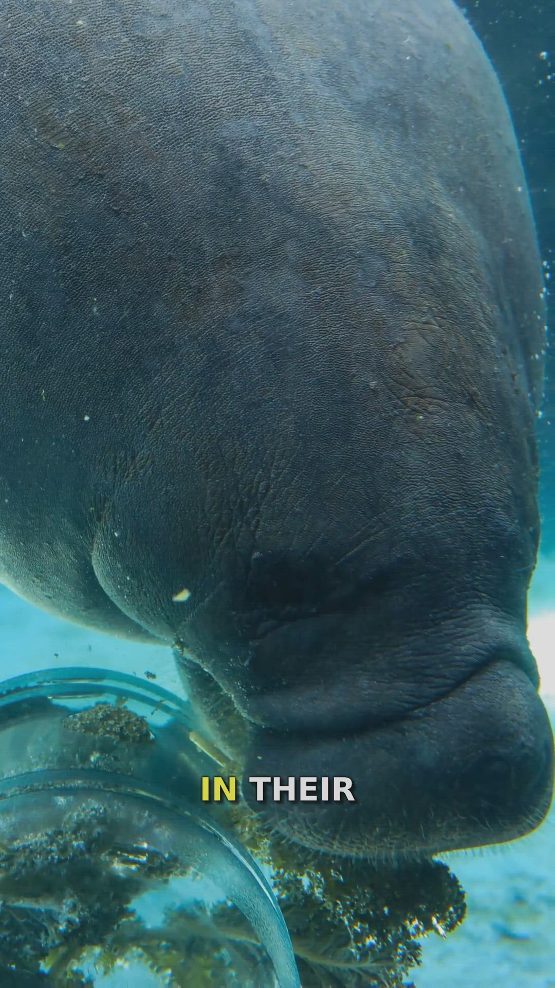 Video thumbnail for Discover Crystal River: Florida's Natural Paradise