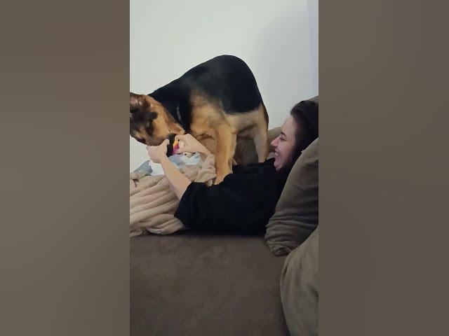 'Video thumbnail for Baloogsd #gsd #germanshepherd #dog #happydog #blog #youtubeshorts #dogfood'