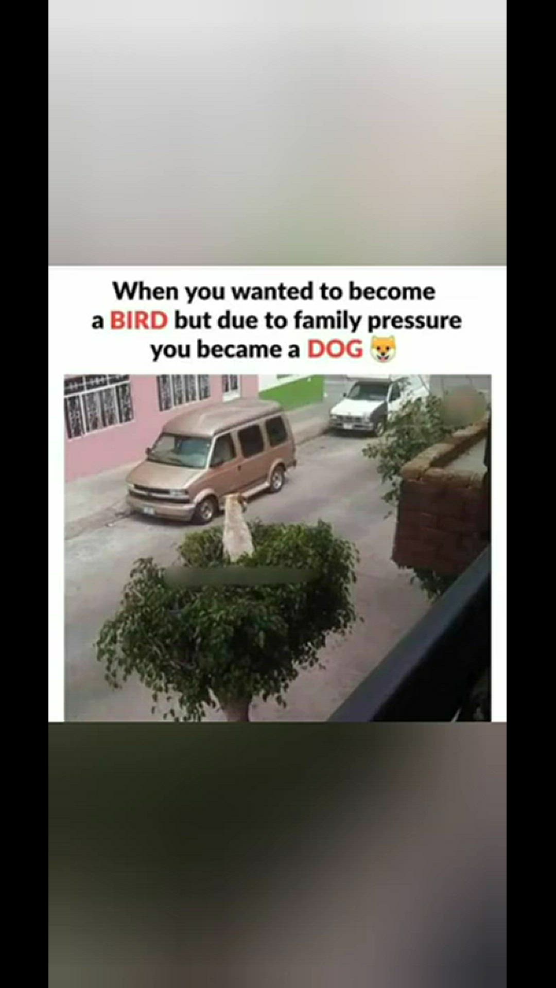 'Video thumbnail for funny memes that will make you laugh #325 || legend memes || funny relatable memes 😃 #shorts'