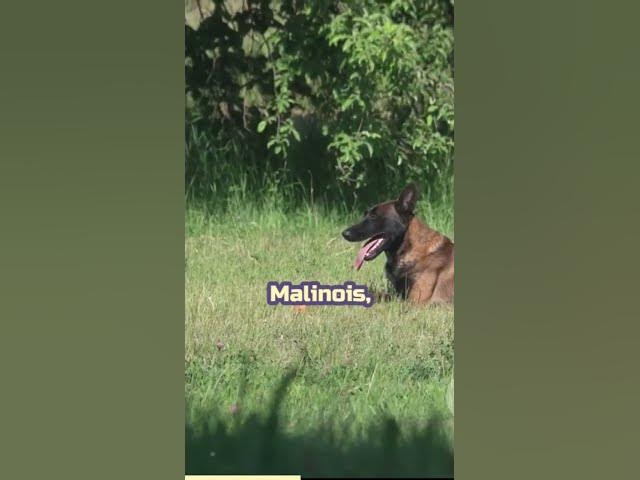 'Video thumbnail for A Comprehensive Comparison of German Shepherds and Malinois'