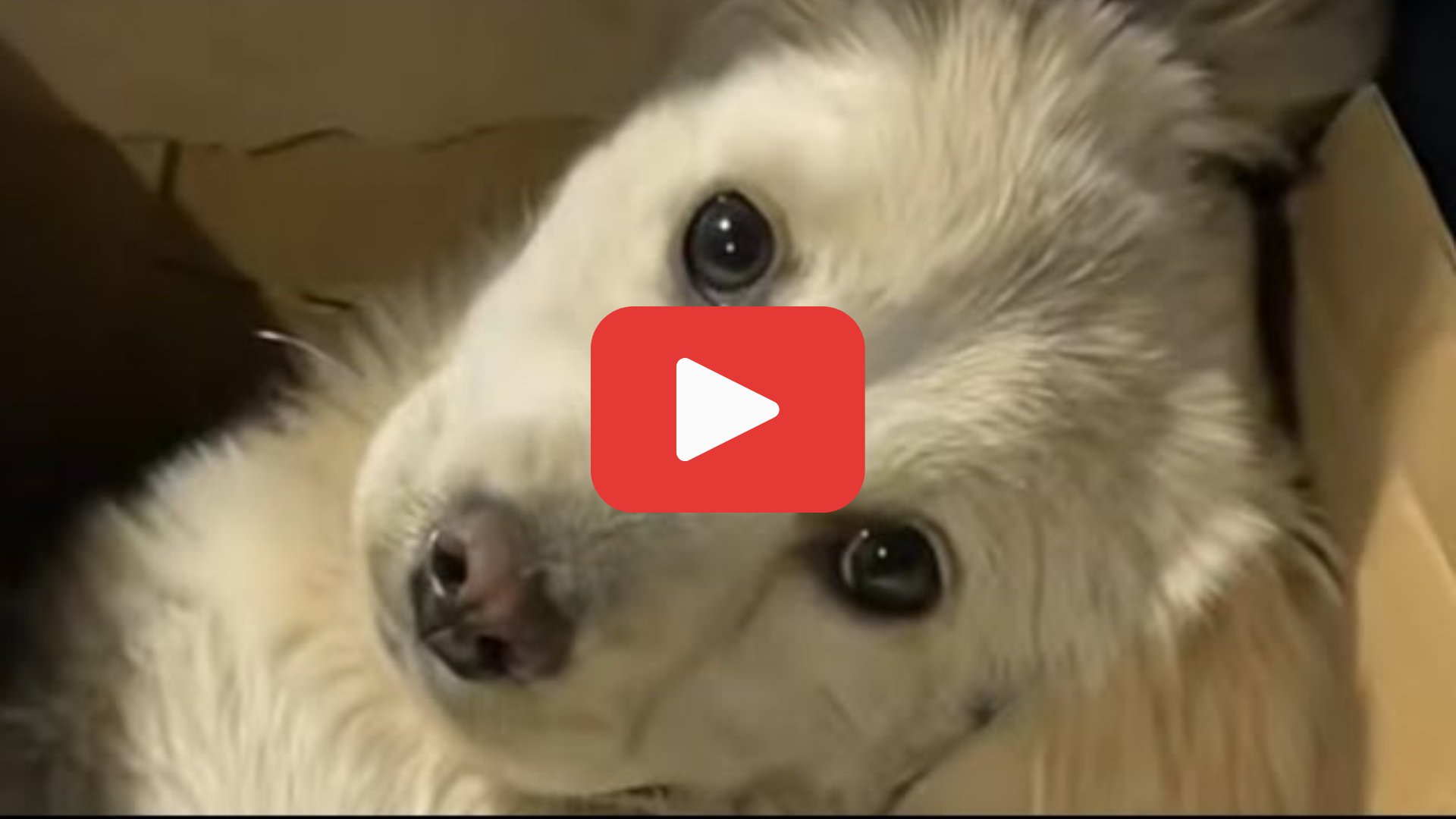 'Video thumbnail for From Cold Nights and Hunger to a Warm Home—Her Struggle Is Finally Over'