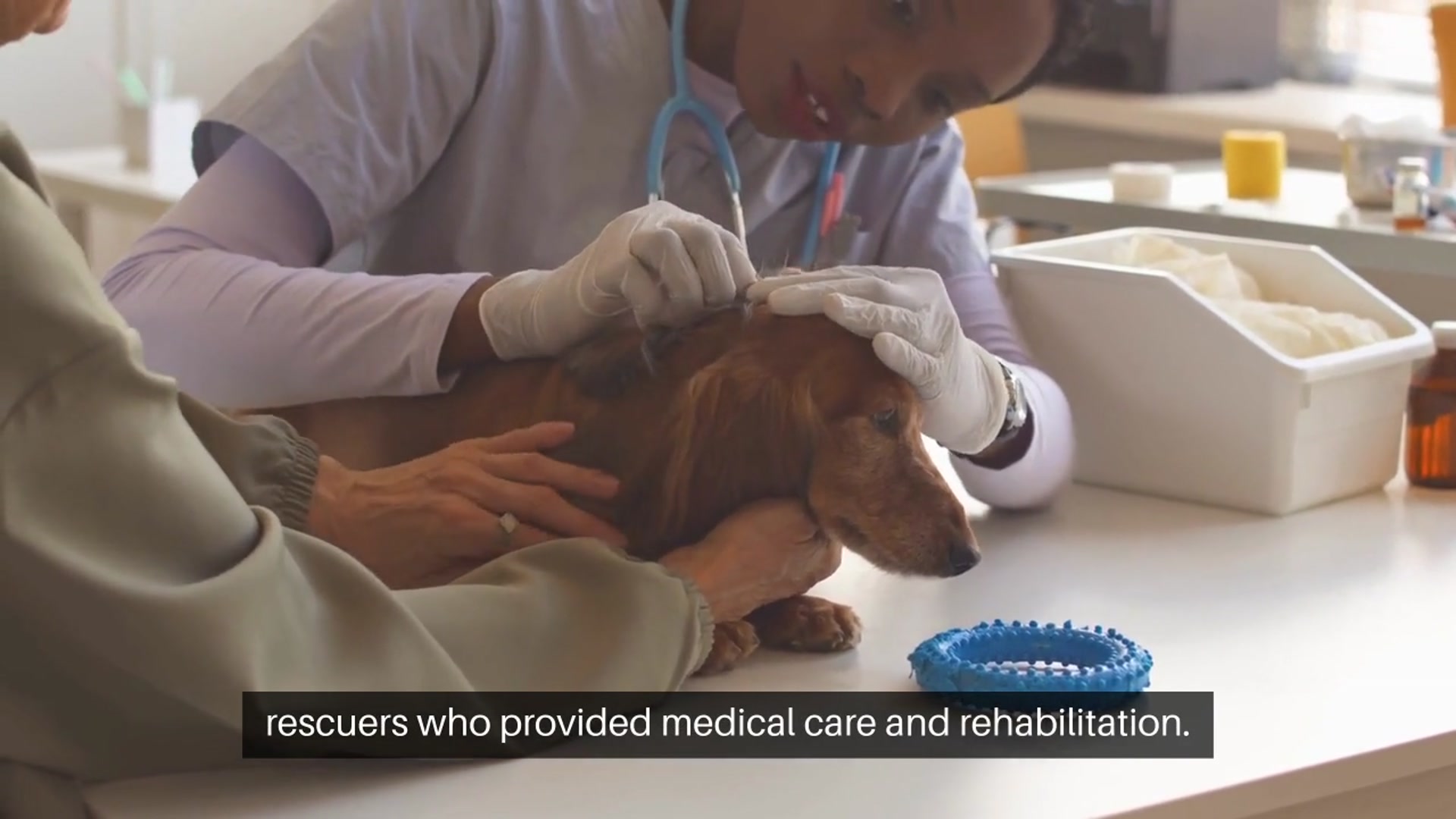 Video thumbnail for Adopting a Pet Stories of Second Chances