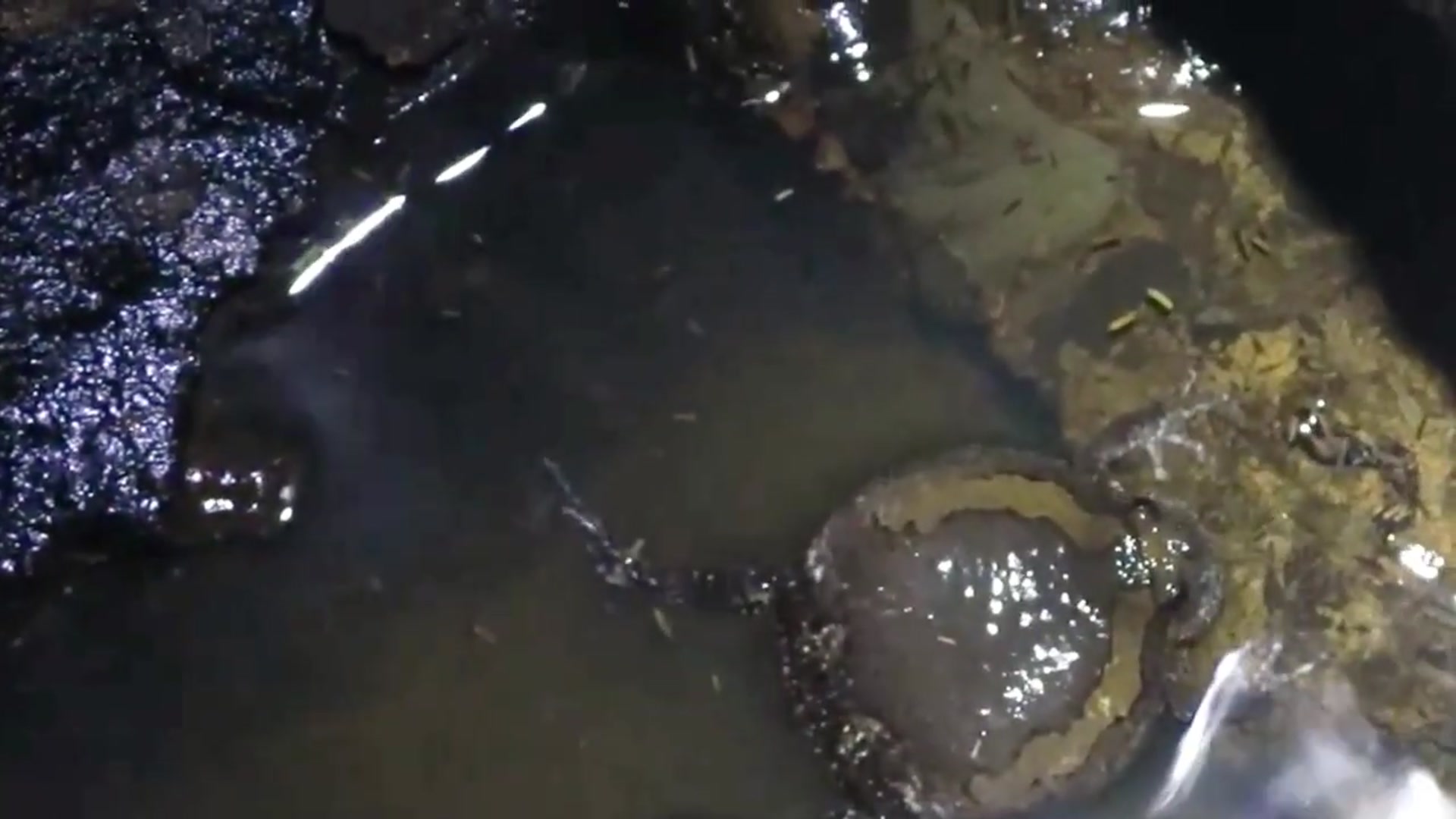 'Video thumbnail for All frog in ther night | Frog cry eat at night after rain'