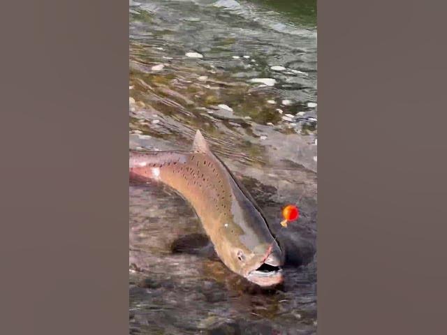 Video thumbnail for Using soft beads under a float for chinook can be deadly! Especially in a crowded spot!