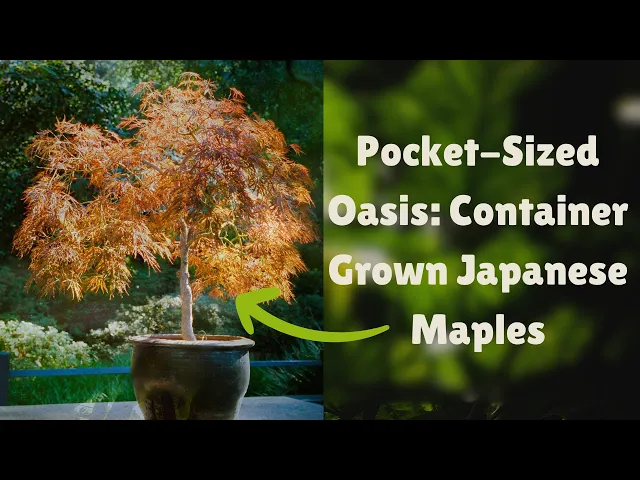 Video thumbnail for Tiny Trees, BIG Impact: How to Grow Stunning Japanese Maples in Pots