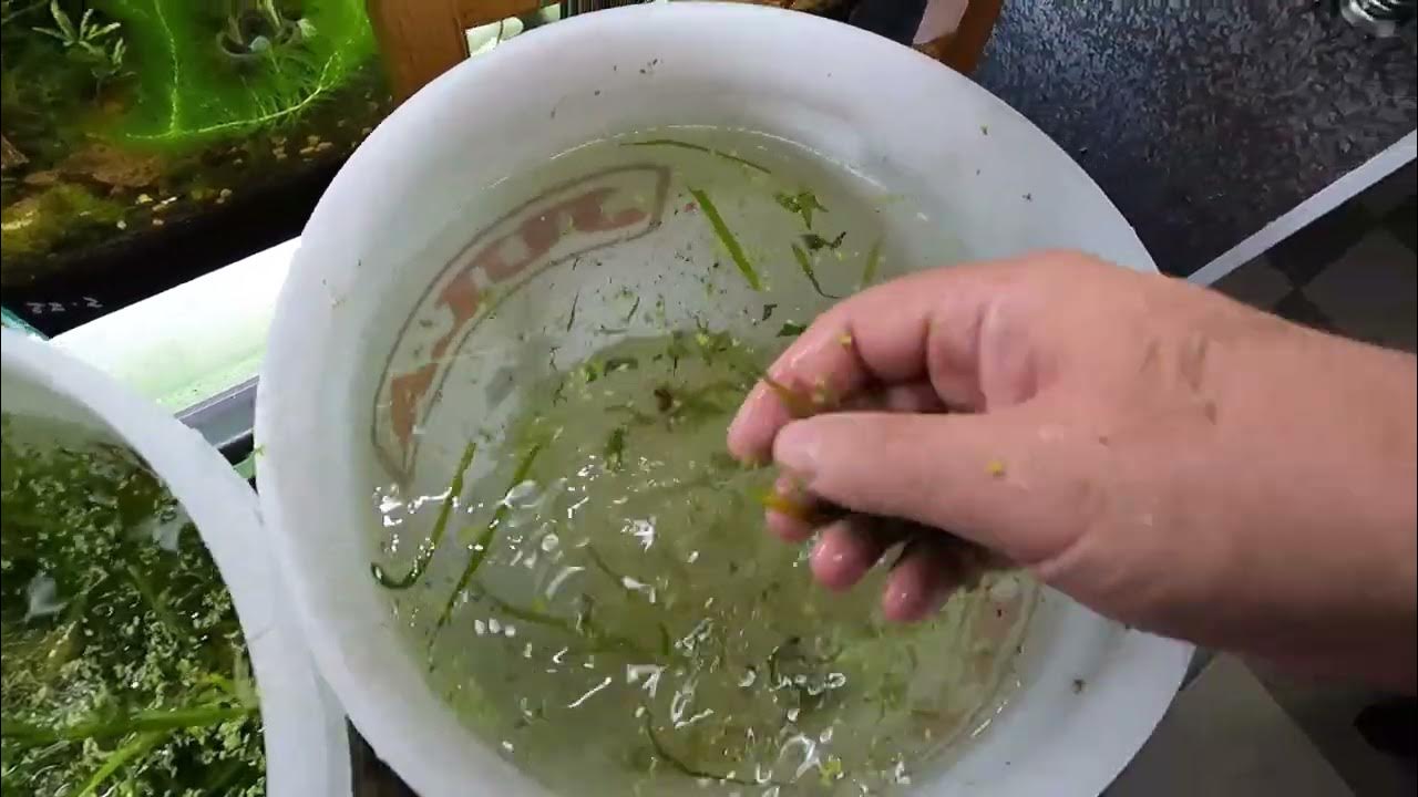 'Video thumbnail for Do THIS To Separate Baby Shrimp From Your Plants'