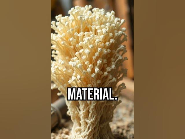 Video thumbnail for Living in a mushroom house? #innovation #sustainability #engineering