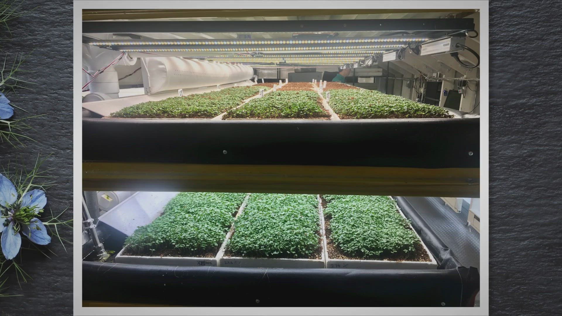 'Video thumbnail for Growing Microgreens Without Soil: A Comprehensive Guide'
