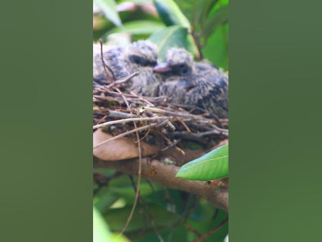 'Video thumbnail for Babies Widl Dove bird EP.059 #babyanimal #nature #avian #babybird #rainsounds #avianlife'