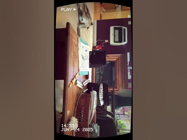 Video thumbnail for (Nickelodeon Hijack) 7/25/2005