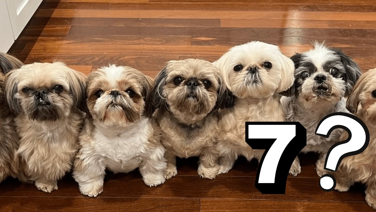 'Video thumbnail for 7 Things That Your Shih Tzu Will Absolutely Love!'