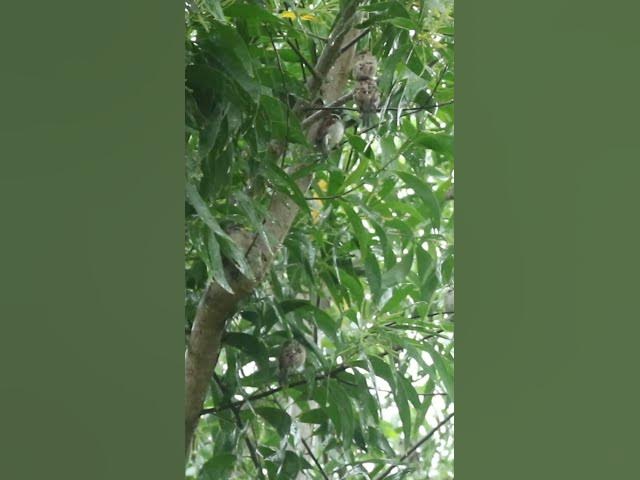 'Video thumbnail for Birds Rice Sparrow Underwaater #birdslover  #avianlife #babybird #birdsounds #animal #avian  #nature'