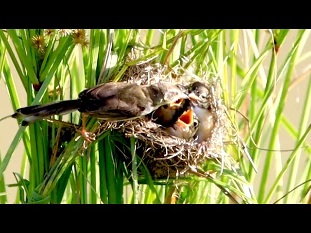 Video thumbnail for Baby's bird on nest | A Mother's Love: Caring for Her Nest