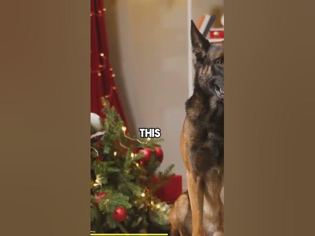 'Video thumbnail for THE NEW YEAR CELEBRATIONS DIFFICULT FOR'