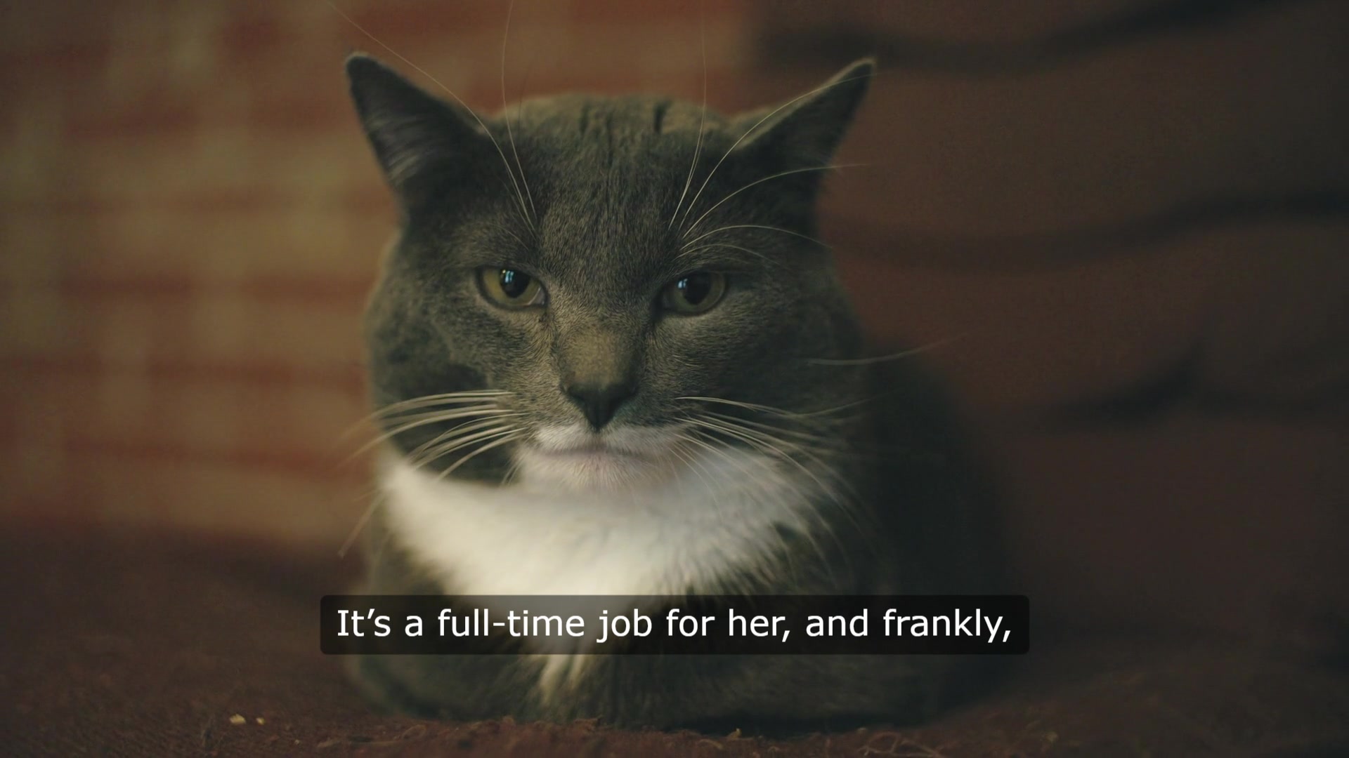 Video thumbnail for Feline Jealousy