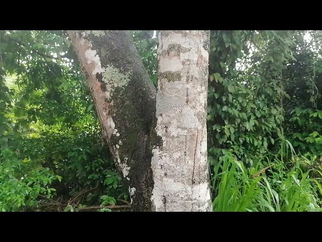 Video thumbnail for Rains on the tree