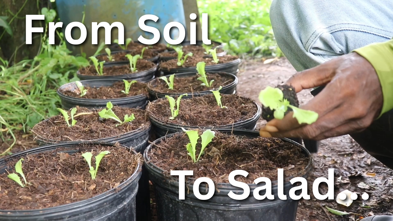 Video thumbnail for How I Grow Lettuce in Containers Using Homemade Potting Soil