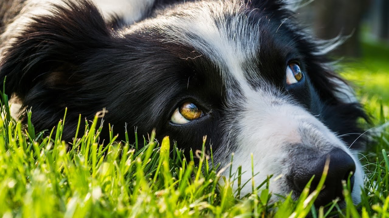 Border Collie Dog Breed Information & Characteristics