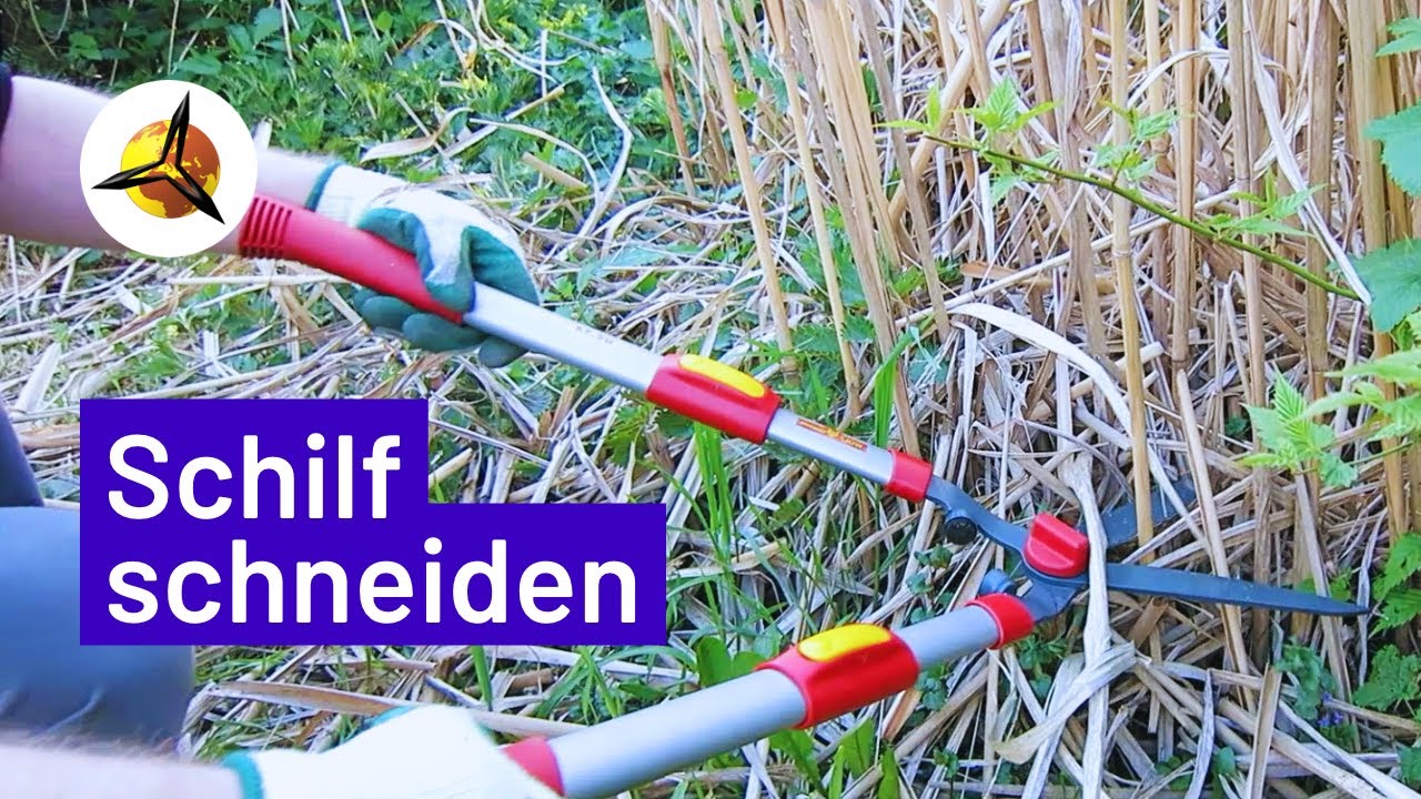 'Video thumbnail for Schilfgras: Schilf selber schneiden & Bastelideen'
