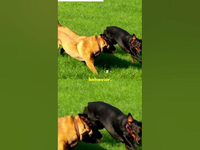 Video thumbnail for Behavior - Spinning in Circles GSD