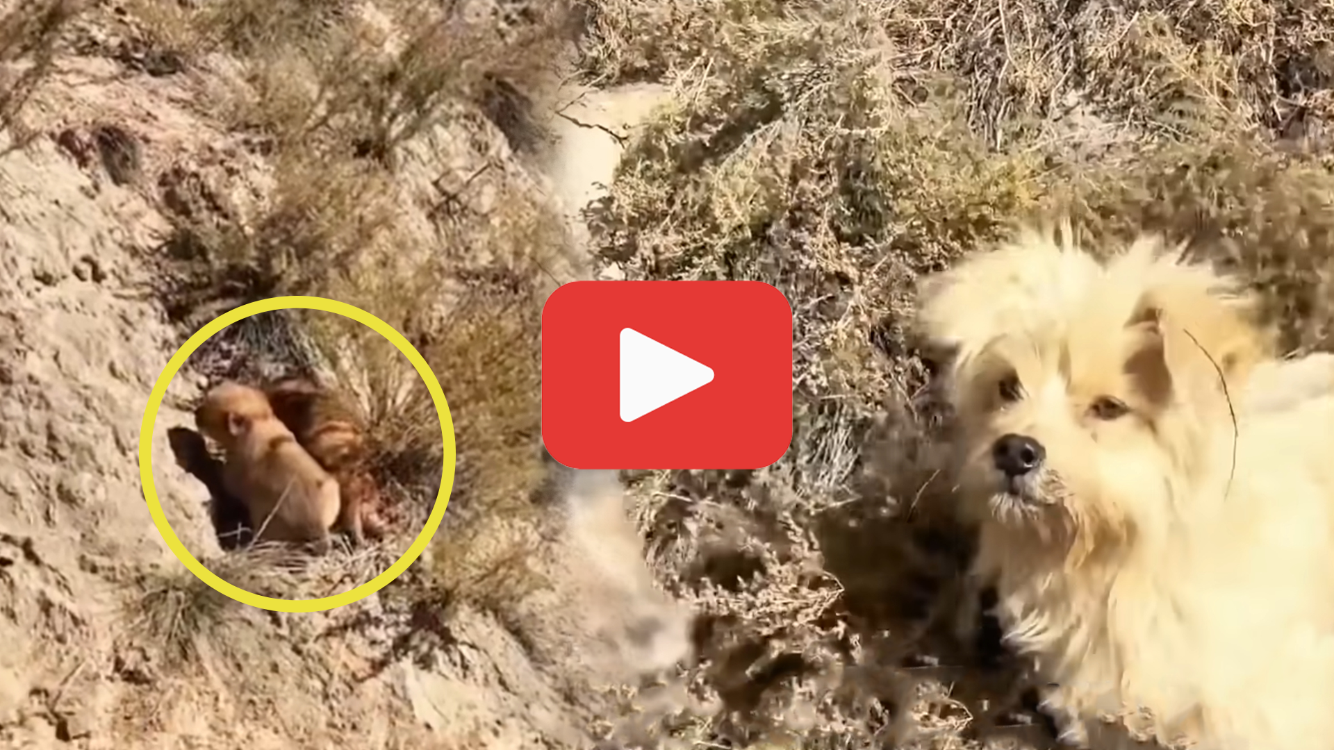 'Video thumbnail for Helpless Stray Mom Watched Her Puppies Fall—The Ending Will Surprise You'
