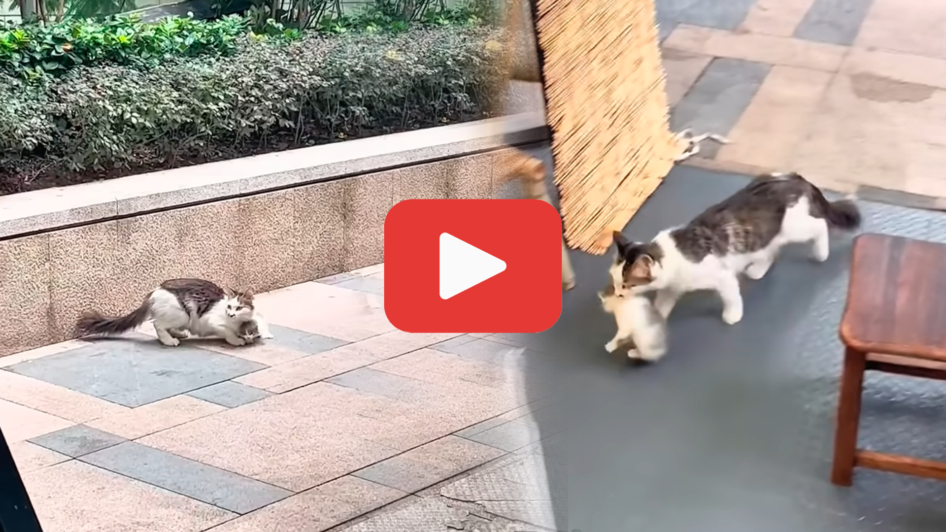 'Video thumbnail for A Mother Cat’s Act of Faith: She Trusted Him with Her Kitten'