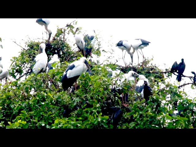 Video thumbnail for រស់នៅដោយសេរីភាព សត្វក្រៀល​ ធ្វើសំបុកនៅទីនេះច្រើនណាស់