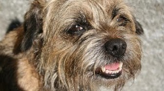 que peso debe tener un border terrier