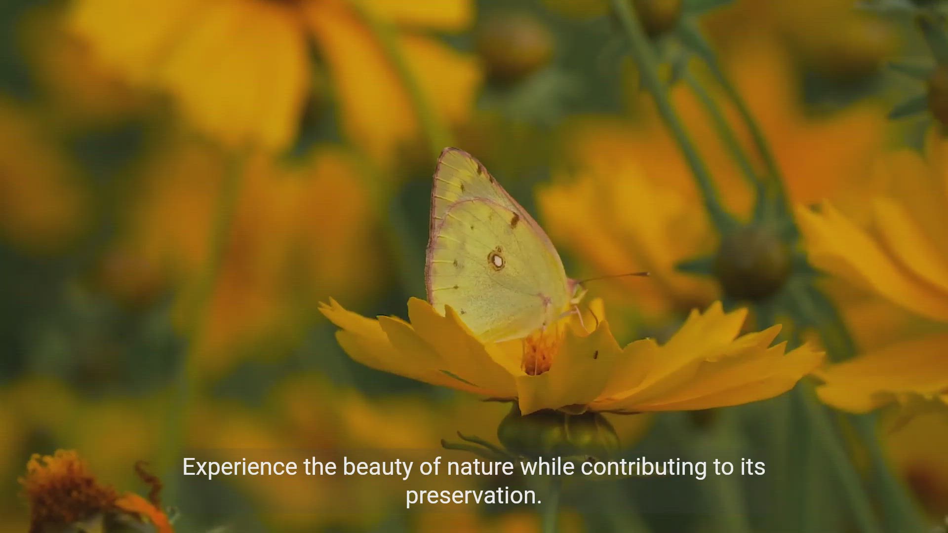'Video thumbnail for Exploring the Benefits of Environmental Conservation'