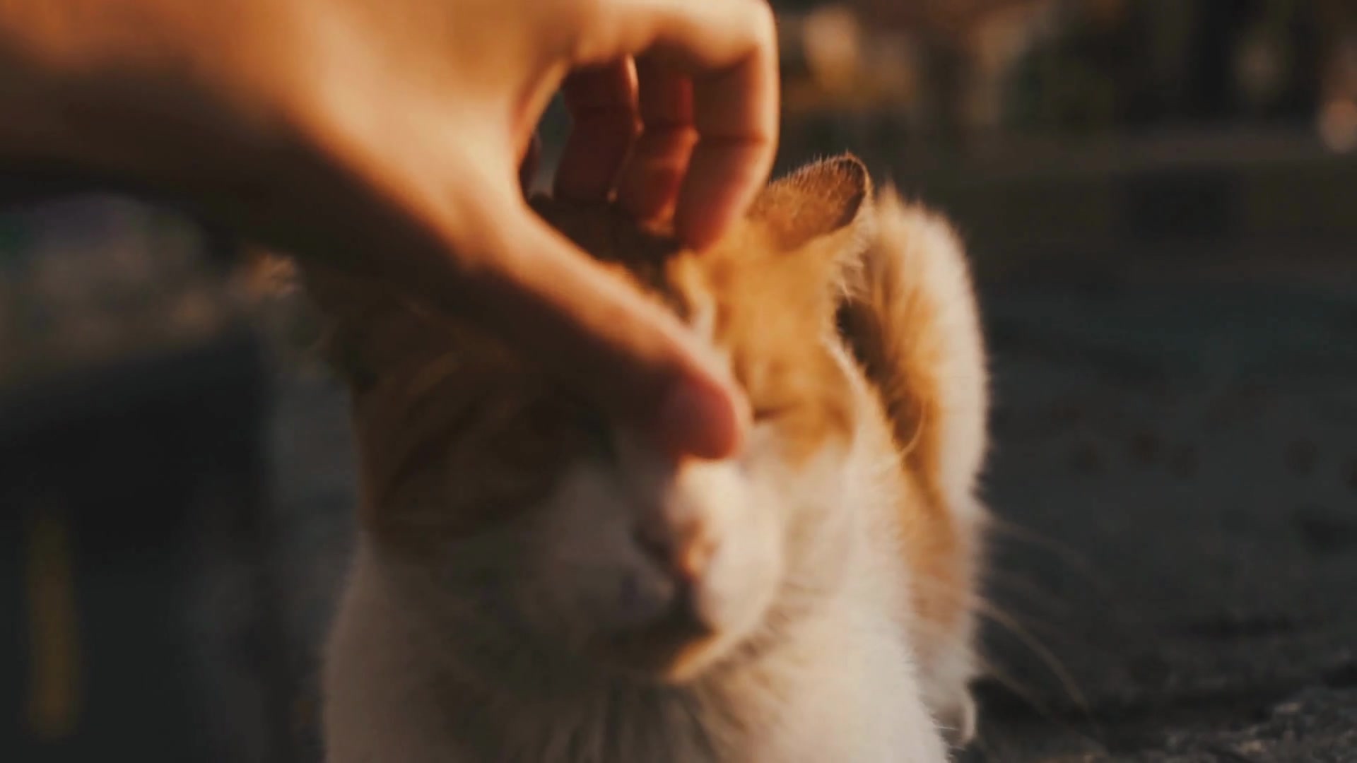 Video thumbnail for Why_do_cats_have_different_coat_patterns_and_colors