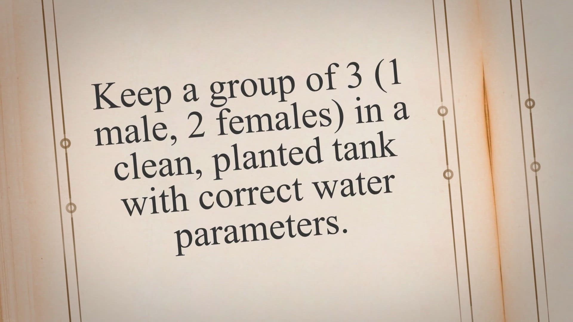 Video thumbnail for How to Breed Pea Puffers