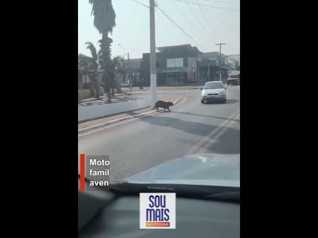 'Video thumbnail for Motorista é multado por não esperar família de capivaras atravessar avenida em Goiás'