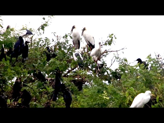 Video thumbnail for កូនសត្វក្អែកទឹក កូនសត្វកុកស រៀនហើរចេញពីសំបុក