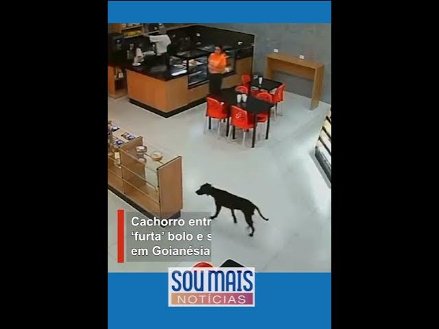 'Video thumbnail for Cachorro entra em padaria e sai de fininho após ‘furtar’ bolo em Goiás'
