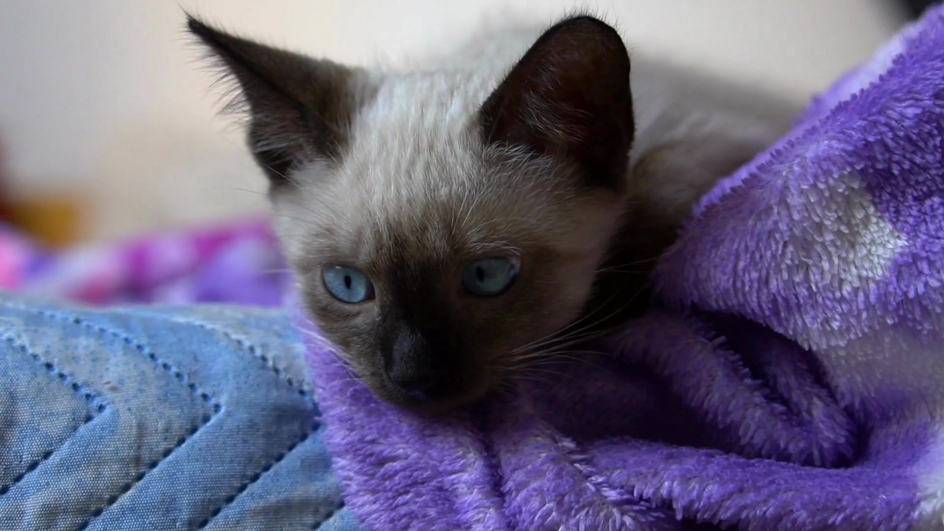 Video thumbnail for How_do_cats_decide_which_humans_they_like_best