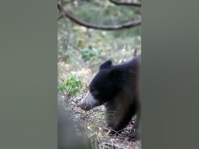 Video thumbnail for Sloth bear Sri Lanka #shorts