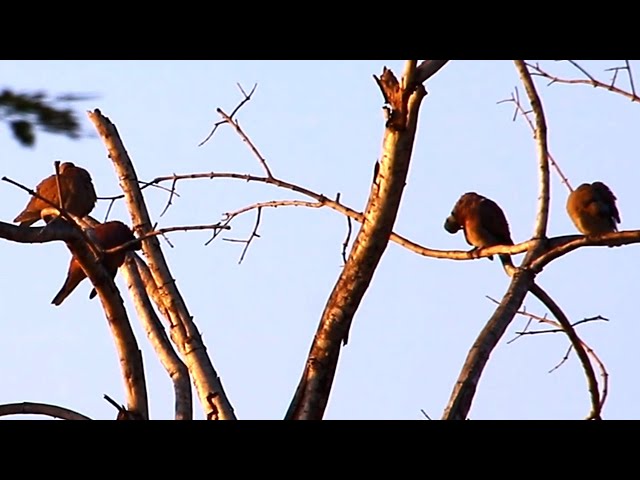 Video thumbnail for A lot wild dove forest here