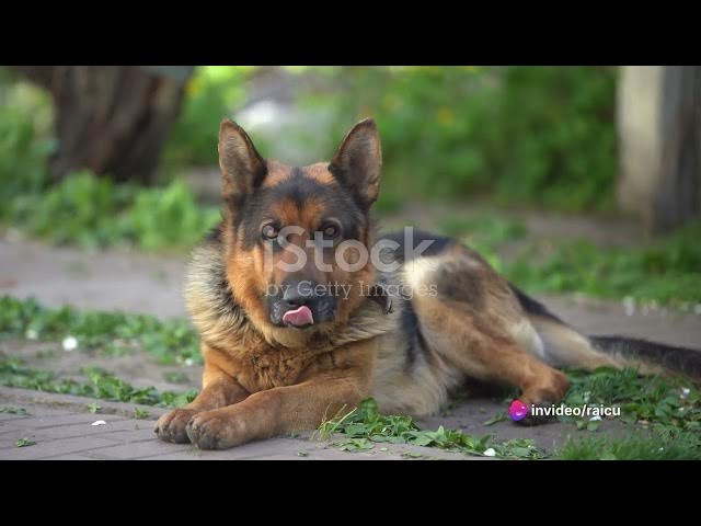 Video thumbnail for 8 No-No's for Your German Shepherd: A Comprehensive Guide