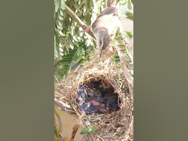 Video thumbnail for Babies Bird Cries Feed Eat (EP-96)  #birds #nature #birdfeeding #birdwatching