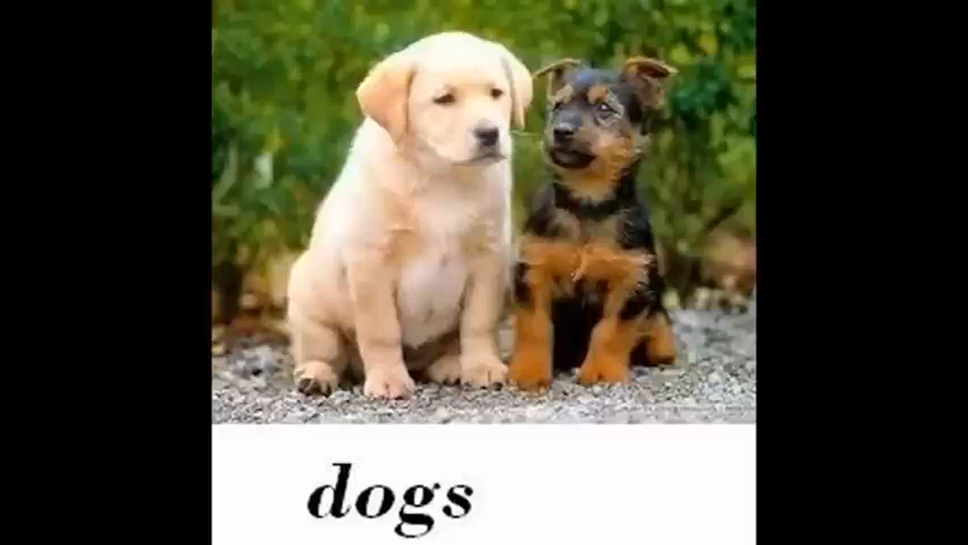 'Video thumbnail for Royal Canin Labrador Retriever Dog Food Review d'