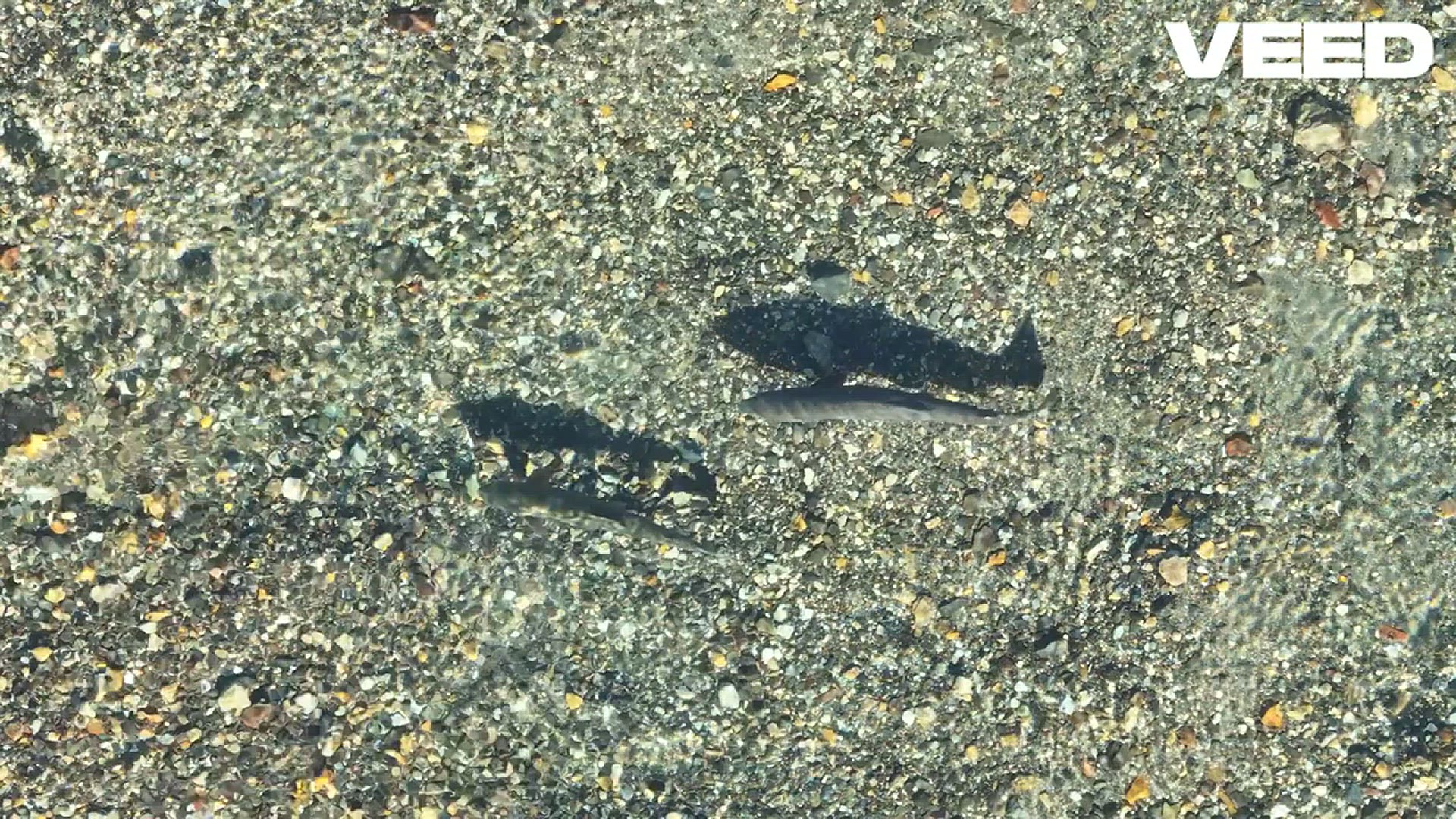 'Video thumbnail for Discover Burbot_ The Cold Water Cod!'