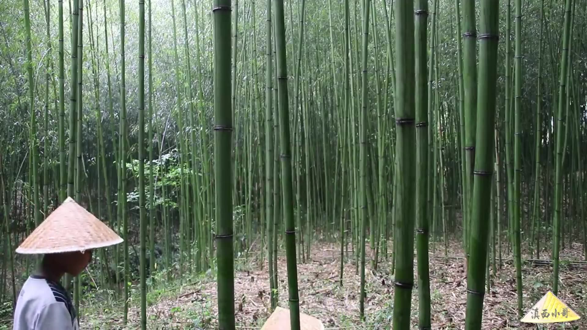 Video thumbnail for 云南香糯特色小吃:竹筒粑粑,小时候看西游记里猪八戒吃就看馋了【滇西小哥】 (720p 30fps)