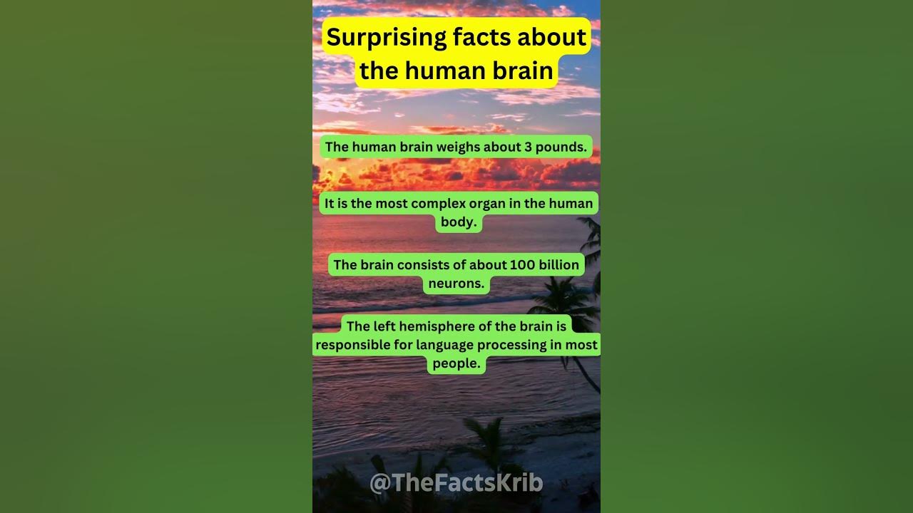 Video thumbnail for Surprising Facts About The Human Brain