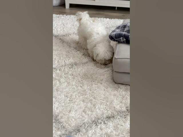 Video thumbnail for Day 13 #shorts